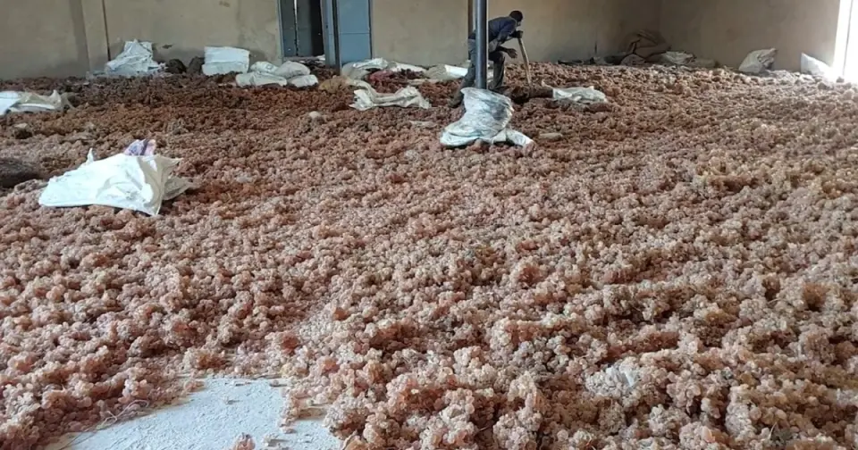 الحرب في السودان تهدد عرش الصمغ العربي: ثروة وطنية في مهب الريح